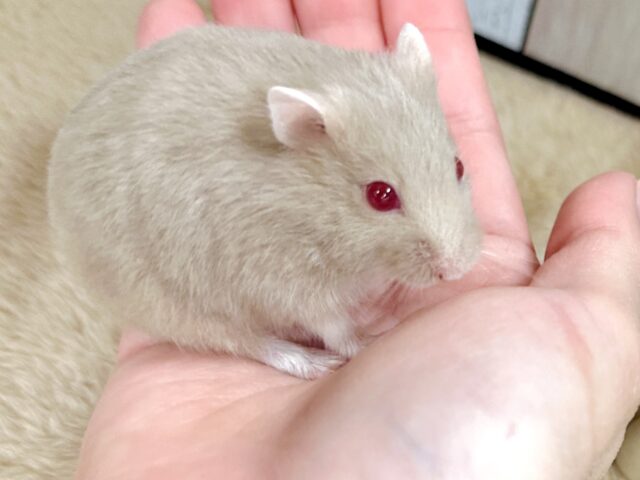 ドワーフハムスターの1種