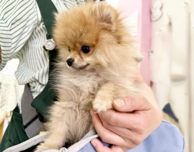 最新画像📸ポメラニアン(オレンジ)男の子♫ちみっこ毛玉ちゃん💕 ポメラニアン