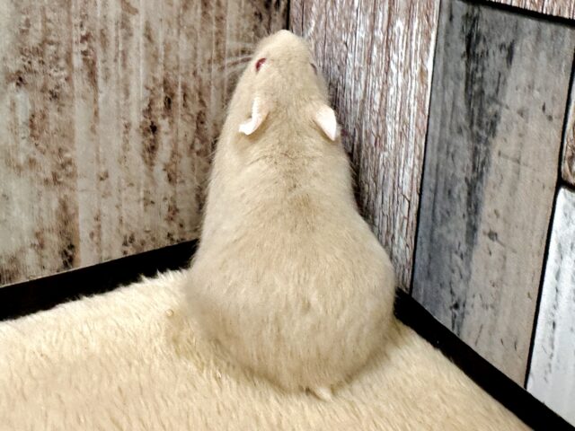 ドワーフハムスターの1種