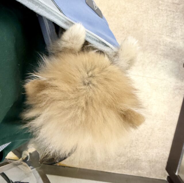 最新画像📸ポメラニアン(オレンジ)男の子♫ちみっこ毛玉ちゃん💕 ポメラニアン