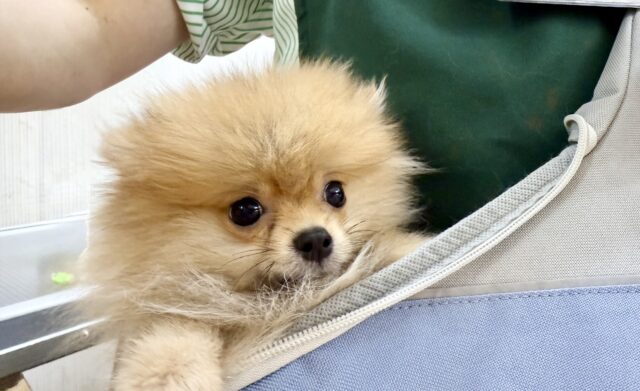 最新画像📸ポメラニアン(オレンジ)男の子♫ちみっこ毛玉ちゃん💕 ポメラニアン