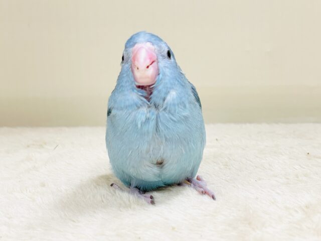 【最新画像】鮮やかブルーに目を奪われる〜👀✨️マメルリハ(ブルー)女の子 マメルリハ