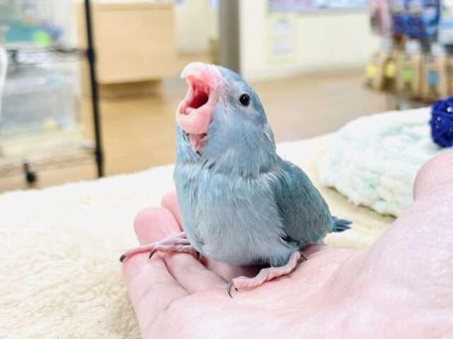 【最新画像】鮮やかブルーに目を奪われる〜👀✨️マメルリハ(ブルー)女の子 マメルリハ