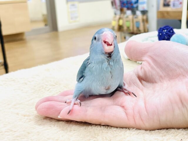 【最新画像】鮮やかブルーに目を奪われる〜👀✨️マメルリハ(ブルー)女の子 マメルリハ