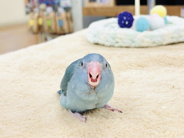 【最新画像】鮮やかブルーに目を奪われる〜👀✨️マメルリハ(ブルー)女の子 マメルリハ