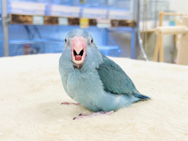 【最新画像】鮮やかブルーに目を奪われる〜👀✨️マメルリハ(ブルー)女の子 マメルリハ