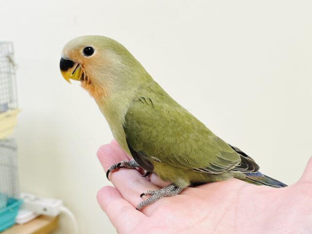 コザクラインコ（小桜インコ）
