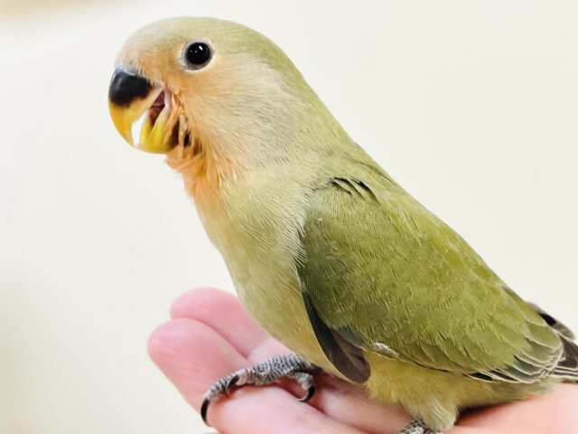 コザクラインコ（小桜インコ）