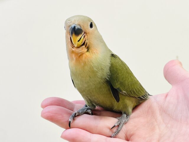 コザクラインコ（小桜インコ）