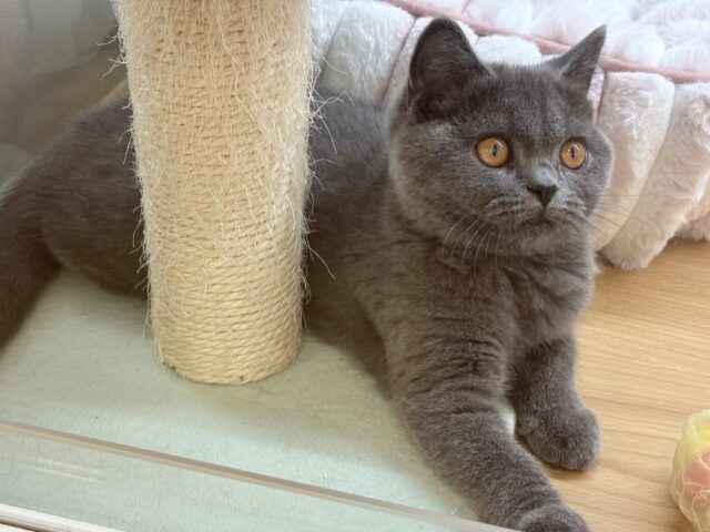 ブリティッシュショートヘア