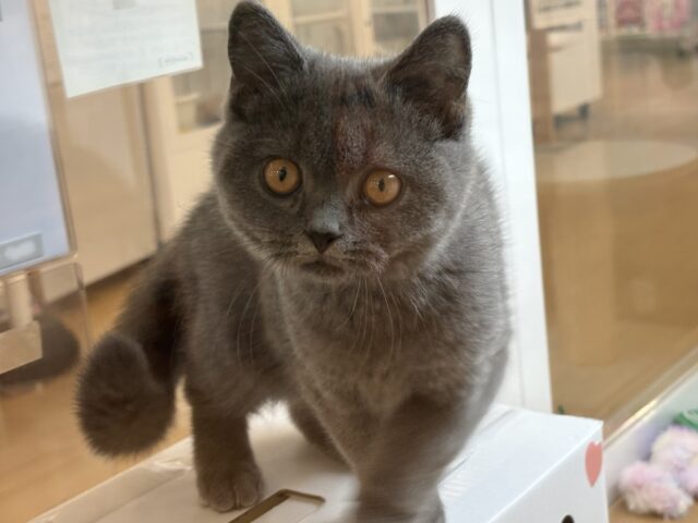 ブリティッシュショートヘア