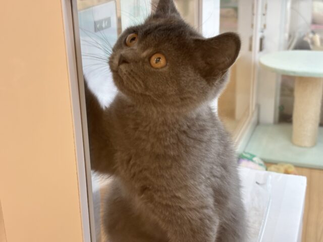 ブリティッシュショートヘア