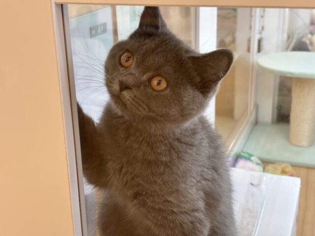 ブリティッシュショートヘア