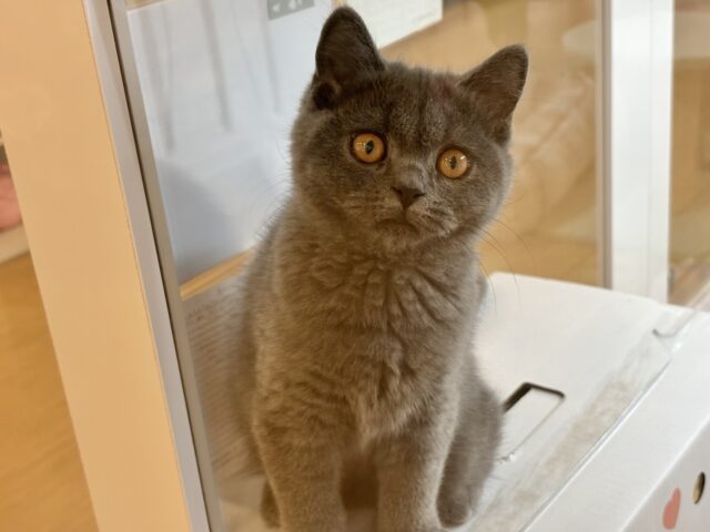 ブリティッシュショートヘア