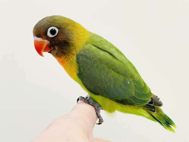 キエリボタンインコ