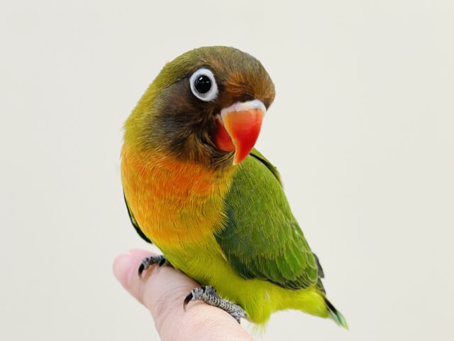 キエリボタンインコ