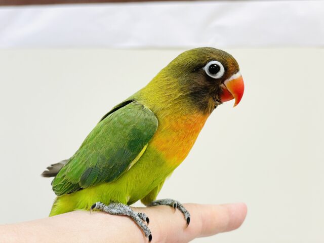 キエリボタンインコ