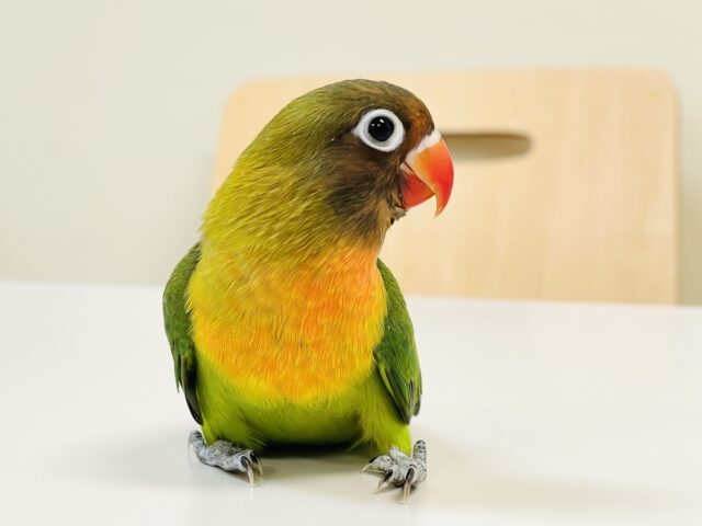 キエリボタンインコ