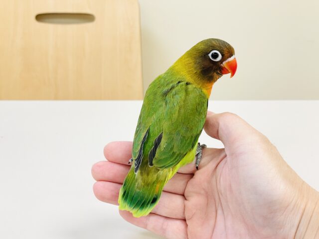 キエリボタンインコ