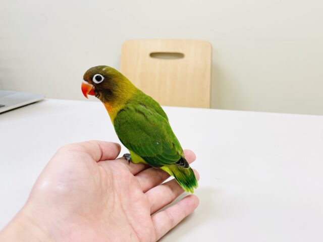 キエリボタンインコ