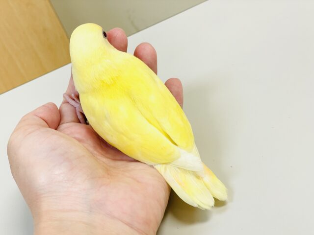 【最新画像🪄︎︎💫ひな餌卒業】赤い瞳とクリームカラーの奇跡のマッチ❣️コザクラインコ(クリームルチノー) コザクラインコ(小桜インコ)