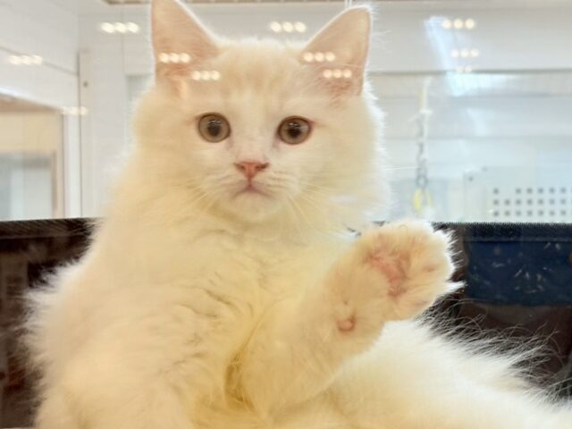 ほんとは……とびっきり甘えたい♥ラガマフィンくん! ラガマフィン