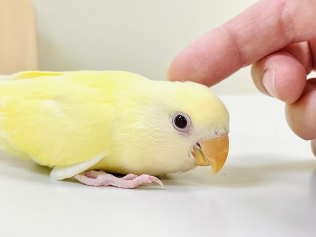 【最新画像🪄︎︎💫ひな餌卒業】赤い瞳とクリームカラーの奇跡のマッチ❣️コザクラインコ(クリームルチノー) コザクラインコ(小桜インコ)