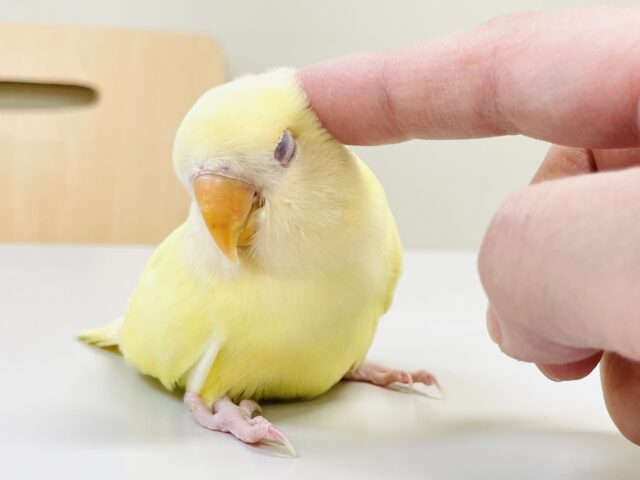 【最新画像🪄︎︎💫ひな餌卒業】赤い瞳とクリームカラーの奇跡のマッチ❣️コザクラインコ(クリームルチノー) コザクラインコ(小桜インコ)