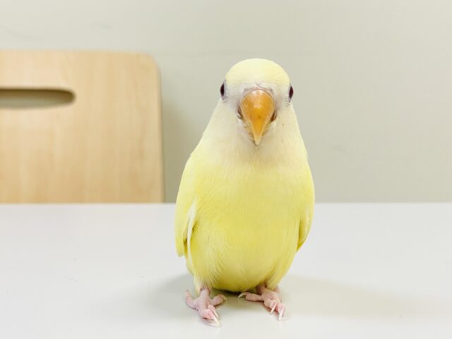 【最新画像🪄︎︎💫ひな餌卒業】赤い瞳とクリームカラーの奇跡のマッチ❣️コザクラインコ(クリームルチノー) コザクラインコ(小桜インコ)