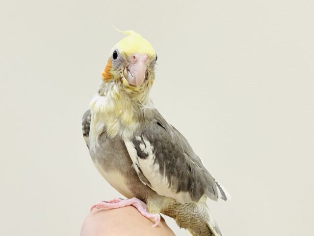 オカメインコ