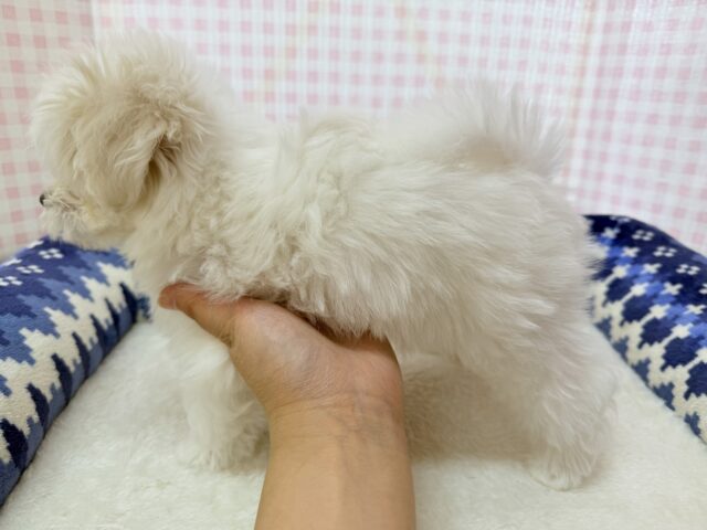 最新📷純白✨マルチーズの女の子😍 マルチーズ