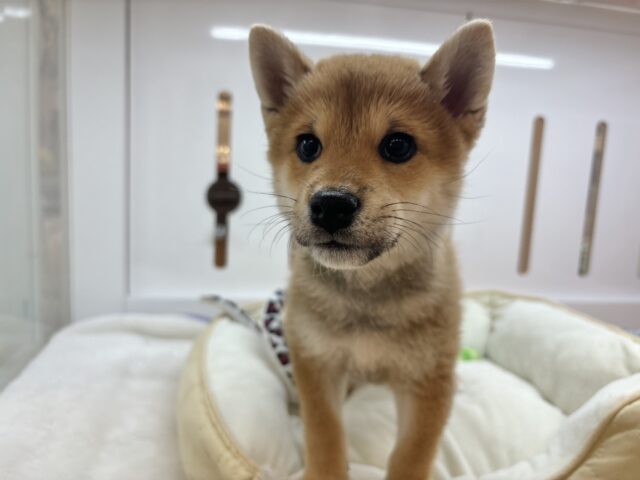 柴犬