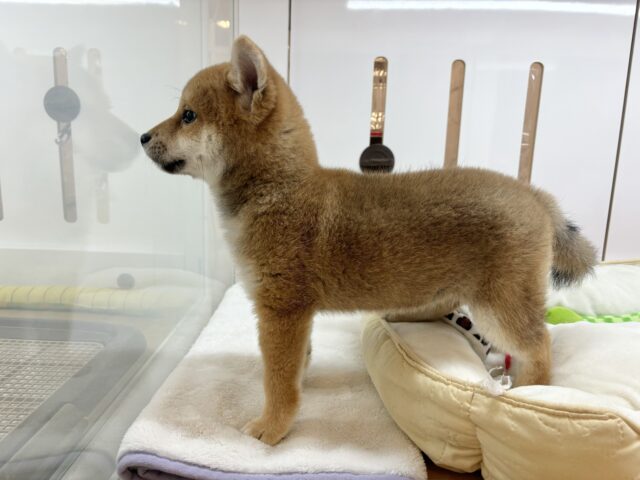 甘えたくてちょんちょん手招き!?柴犬ちゃん! 柴犬