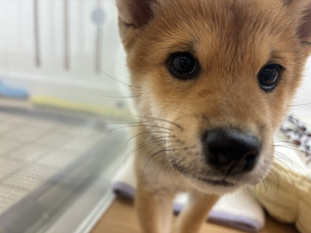 甘えたくてちょんちょん手招き!?柴犬ちゃん! 柴犬