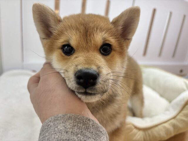 甘えたくてちょんちょん手招き!?柴犬ちゃん! 柴犬