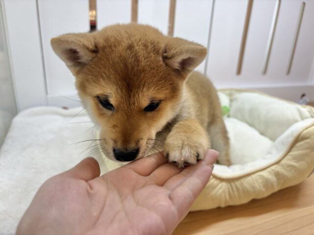 甘えたくてちょんちょん手招き!?柴犬ちゃん! 柴犬