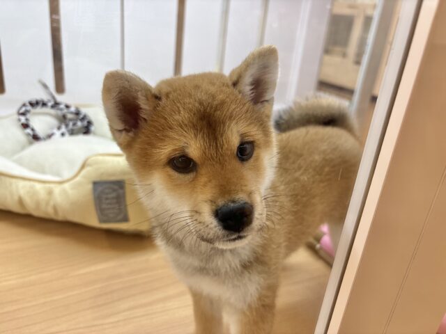 甘えたくてちょんちょん手招き!?柴犬ちゃん! 柴犬