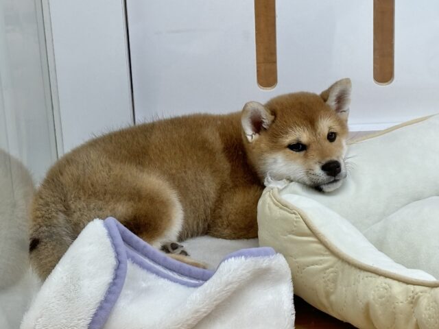 甘えたくてちょんちょん手招き!?柴犬ちゃん! 柴犬
