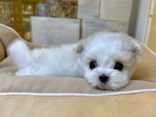 可愛さ満点💕💕🥺ペキマルくん マルペキ