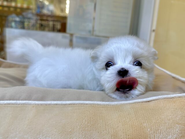 可愛さ満点💕💕🥺ペキマルくん マルペキ