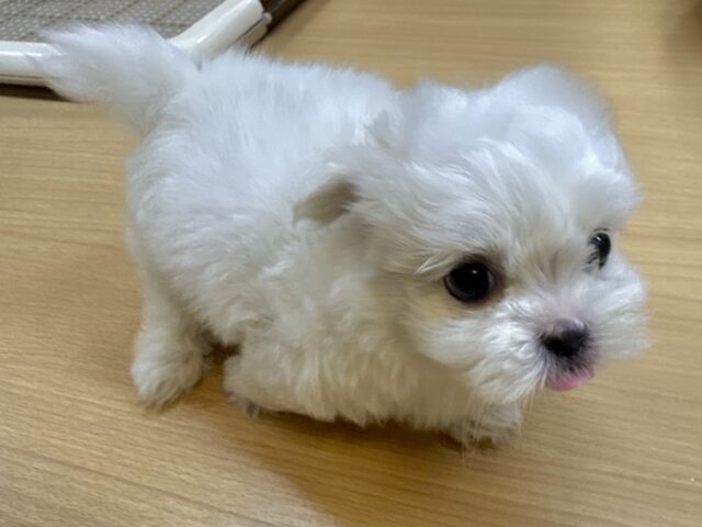 可愛さ満点💕💕🥺ペキマルくん マルペキ