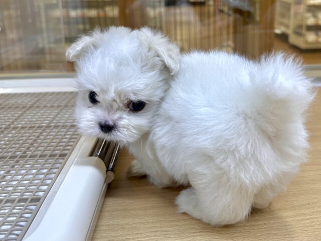 可愛さ満点💕💕🥺ペキマルくん マルペキ