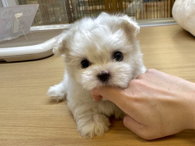 可愛さ満点💕💕🥺ペキマルくん マルペキ