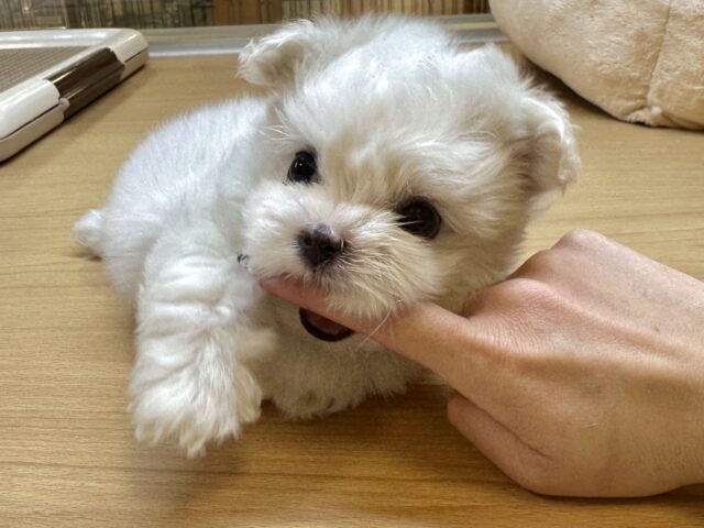 可愛さ満点💕💕🥺ペキマルくん マルペキ