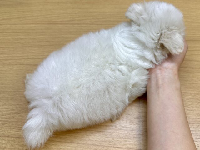 可愛さ満点💕💕🥺ペキマルくん マルペキ