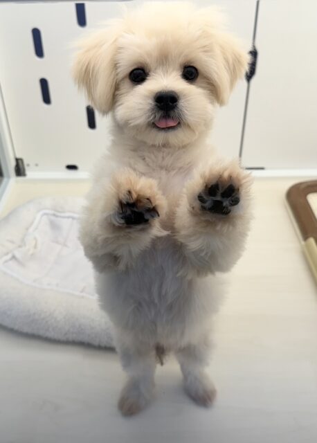 11/28最新📷どすこい体型のペキプーくん☺️ ペキプー