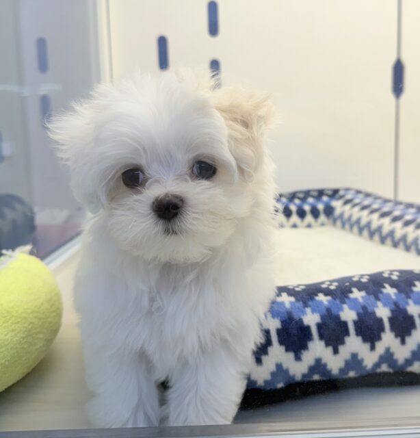 最新📷純白✨マルチーズの女の子😍 マルチーズ