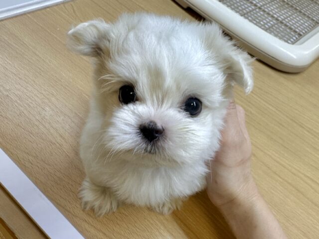 可愛さ満点💕💕🥺ペキマルくん マルペキ