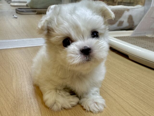 可愛さ満点💕💕🥺ペキマルくん マルペキ