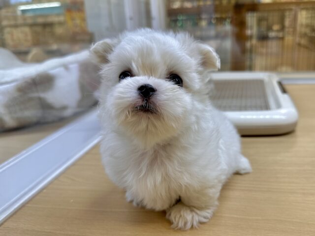 可愛さ満点💕💕🥺ペキマルくん マルペキ